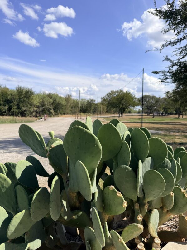 A close-up of a green cactus in the foreground, with a dirt road, trees, and a blue sky with scattered clouds in the background.