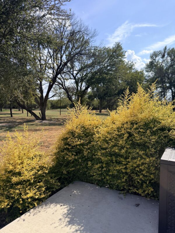 Bushes with bright yellow leaves grow beside a concrete patio. Tall green trees and a grassy area are visible in the background under a blue sky with scattered clouds.